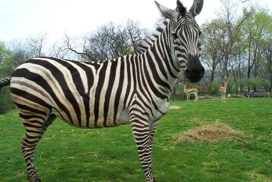 pittsburgh-zoo-ppg-aquarium